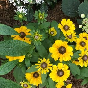 Meet your Posher, Lau